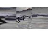 Avustralya'da karaya vuran balinalardan 32'si kurtarıldı