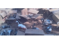 Tuz Gölü'nden yakaladığı flamingo yavrularını satmaya çalıştı