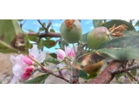 Eylül ayında elma ağacı çiçek açtı