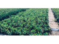 Adana harnup fidanlarından umutlu