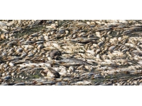 İzmir'de korkutan tablo: Bakırçay'da binlerce ölü balık kıyıya vurdu