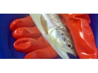 Sinop'ta kırmızı benekli alabalık popülasyonu güçlendirilecek