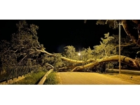 Bursa'da kavak ağacı devrildi, yol trafiğe kapandı