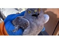 Yaralı bulunan Çayır Delicesi tedavi altına alındı