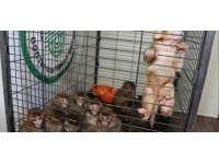 Erzurum'da kaçakçıların elinden kurtarılan maymunlar Gaziantep'e gönderildi