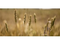 Trakya'da buğday rekoltesi 2 milyon 280 bin ton oldu