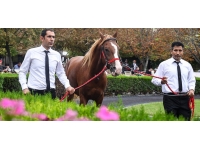 TİGEM, 18 tayın satışından 7,1 milyon lira gelir elde etti