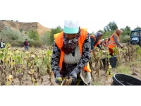 Çankırı'da ihtiyaç sahipleri için ekilen ayçiçeğin hasadı yapıldı