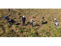 Yedisu horoz kuru fasulyesinde rekolte katlanıyor