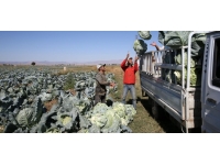 Muş'ta lahana üretiminden 35 milyon lira gelir bekleniyor