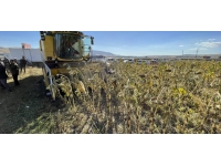 Erzurum'da ayçiçeği hasadına başlandı