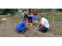 Sinop’ta 3 ilçede safran bitkisi dikildi