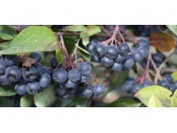 Tekirdağ'da "süper meyve" aronyanın hasadına başlandı