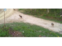 Sakarya'da ayı ile çakal sürüsü fotokapanla görüntülendi