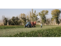 Şeker pancarının tarladan sofraya yolculuğu başladı