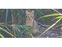 Soyu tehlike altındaki "saz kedisi" Iğdır'daki sulak alanlarda da yaşıyor