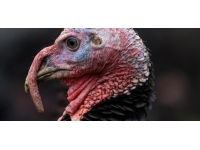 Kuş gribi İngiltere'yi Noel'de hindisiz bırakabilir