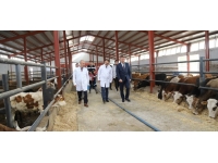 Çankırı'da şap hastalığına karşı aşılama kampanyası başladı