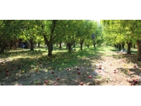 Elma hasadına başlanan Amasya’da bahçeler rengarenk