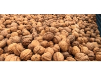 Kaman Ceviz Kültür ve Sanat Festivali başlıyor