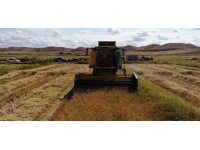 Kırıkkale'de çeltik hasadı başladı