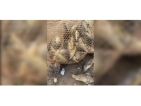 Malatya'da usulsüz balık avlayan 4 kişiye 10 bin 100 lira ceza