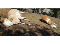 15 gün arayla 5 büyükbaş hayvanı telef oldu