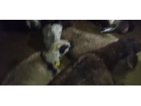 Ağrı’da kurtlar 350 koyundan oluşan sürüye saldırdı