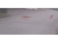 Sakarya'da sahipsiz köpekler çocuğa saldırdı