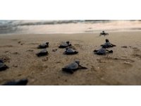 Bu yıl Antalya'dan 125 bin caretta caretta yavrusu denize ulaştı