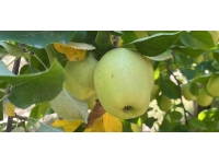 Isparta'dan yıl sonuna kadar 200 bin ton elma ihraç edilecek