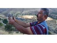 Malatyalı hayvansever yavru keklikleri büyütüp doğaya saldı