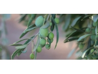 Mersin'de zeytin hasadına başlandı