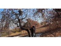 Siirt'te bıttım toplanmaya başlandı