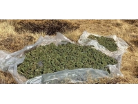 Bingöl'de 3 milyon 185 bin 445 kök kenevir ele geçirildi