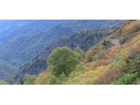 Artvin'deki köyü kokarca böceği sardı