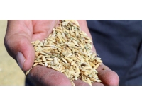 Çeltik üreticileri bu yıl verimden memnun