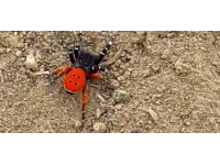 Nadir görülen zehirli örümcek Elazığ'da görüntülendi