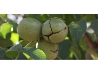 Damlama sistemiyle sulanan ceviz ağaçlarının verimi araştırılıyor