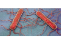 ABD'de et yiyen bakteri alarmı: 65 vakadan 11'i öldü