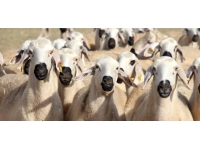 Sivas'ta yetiştirilen Kangal Akkaraman koyunu diğer illere de gönderiliyor