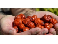 Isparta'da hünnap hasadı devam ediyor