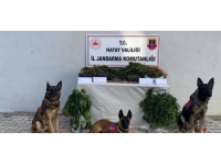 Hatay'da 728 kök kenevir ele geçirildi