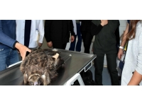 Kanadı kesilen akbaba rehabilitasyon merkezine gönderilecek