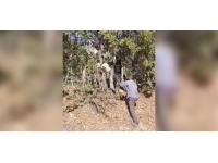 Başı ağaçlar arasında sıkışan inek kurtarıldı