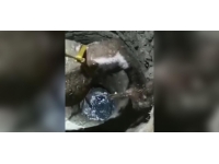 Kuyuya düşen buzağı kurtarıldı