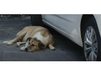 Sokak köpeği 2 kız kardeşi 3 gün arayla ısırdı