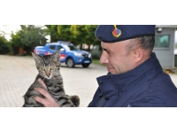 Kedi "Gümüş"ün ameliyatını jandarma yaptırdı