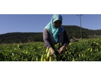 Biberiyede sezonun son ürünleri hasat ediliyor