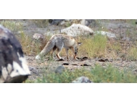 Ağrı Dağı eteklerinde yaşayan tilki yiyecek ararken görüntülendi